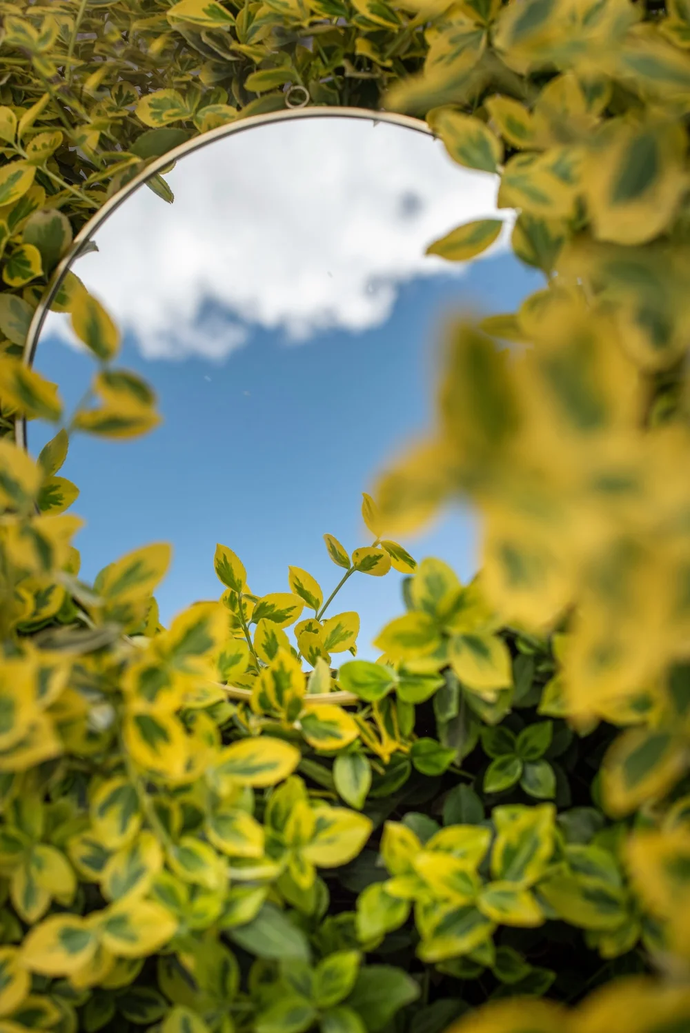 Mirror reflecting sky through green leaves — daily affirmation
